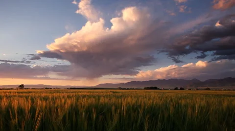 Wheat Field Rain Storm Sunset Stock Footage 60793759