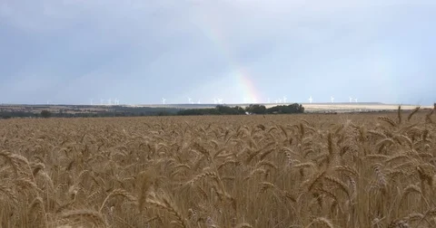 Wheat field with rainbow and wind turbines in the background Stock-Footage 83263132