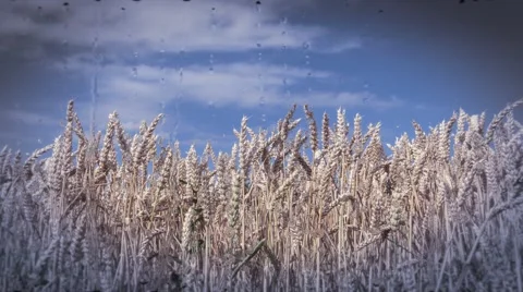 Wheat field on rainy day Stock Footage 40615488