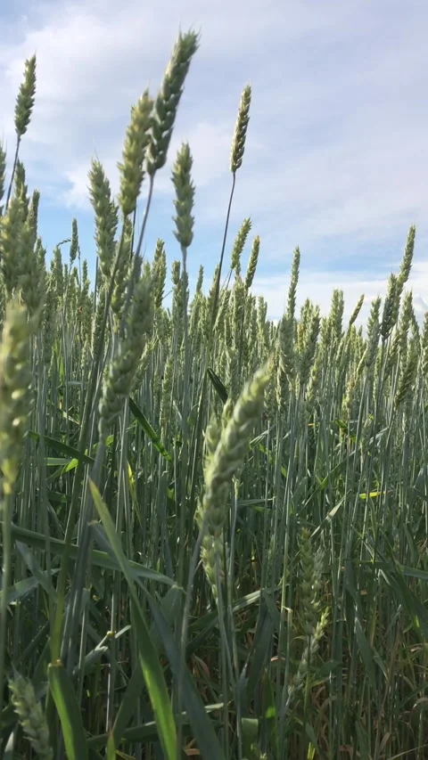 Wheat field in the rays of the setting sun Stock-Footage 341683247