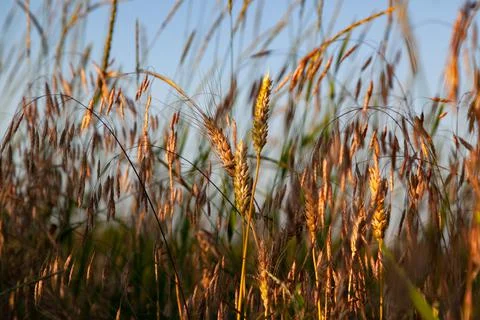 Wheat on the field in the rays of sunset. Stock Photos