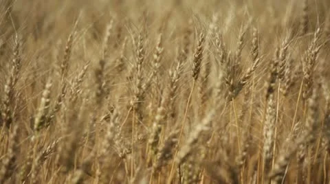 Wheat field ready for harvest, alberta canada Stock Footage 11824786