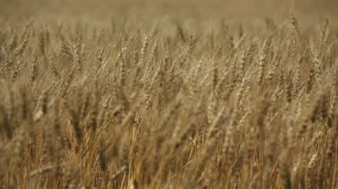 Wheat field ready for harvest, alberta canada 库存影片 11824797