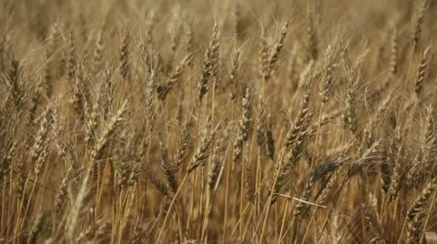 Wheat field ready for harvest, alberta canada Stock Footage 11824834