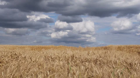 Wheat field, ready to harvest with cloudy sky Stock Footage 37122102