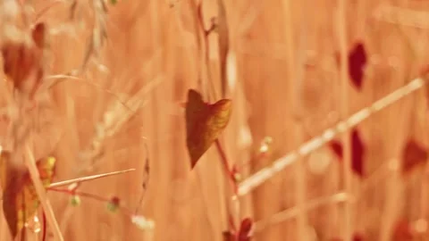 Wheat Field With Red Climbing Weeds Close Up 1 Video stock 339327113