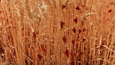Wheat Field With Red Climbing Weeds Close Up 2 Video stock 339327173