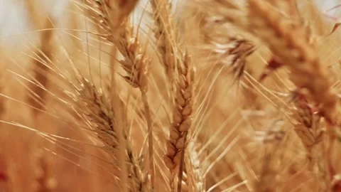 Wheat Field With Red Climbing Weeds Close Up 3 Video stock 339327396