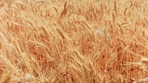 Wheat Field With Red Climbing Weeds Close Up 4 Video stock 339327433