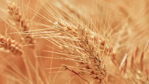 Wheat Field With Red Climbing Weeds Close Up 5 Video stock 339327534