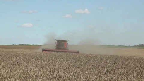 Wheat field, relaxing Stock-Footage 142517057