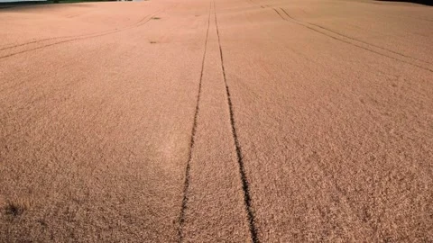 WHEAT FIELD REVEAL 스톡 동영상 279759146