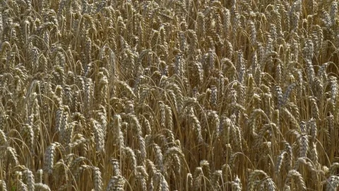 Wheat field with ripe ears Stock Footage 340547882