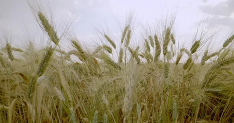 Wheat field, ripe ears of wheat, ready for harvest . 4K video Stock Footage 134948910