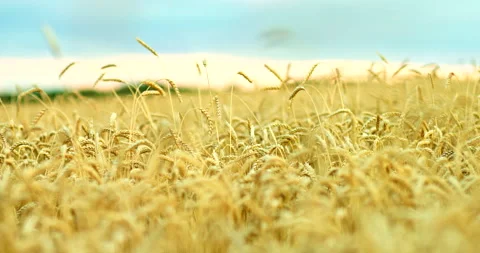 Wheat field, ripe ears of wheat, harvest. Agriculture, ripe grain. Beautiful Stock-Footage 138969766
