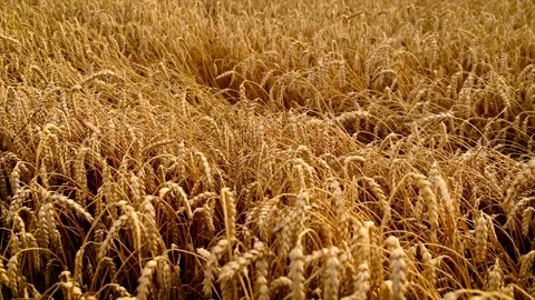 The wheat field is ripe. Selective focus. Video stock 158601461