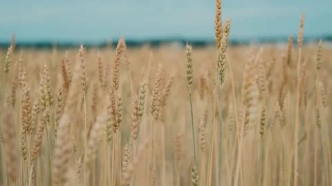 Wheat field with ripe spikelets of wheat in the evening. Wind Flutters the Ears 스톡 동영상 139877793
