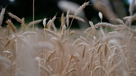 Wheat field ripened in the evening closeup Stock Footage 119448036