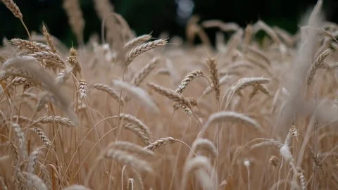 Wheat field ripened in the evening closeup Stock Footage 119448085