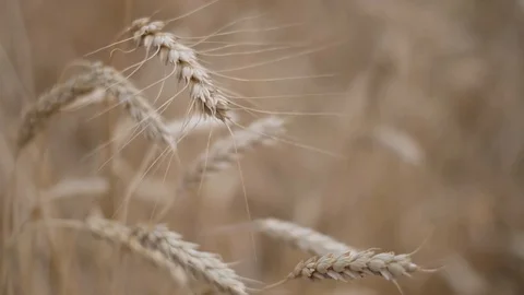 Wheat field ripened in the evening closeup Stock Footage 119448088