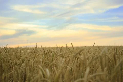 Wheat field with ripening ears on the background of a sunset cloudy sky, idea Stock Photos
