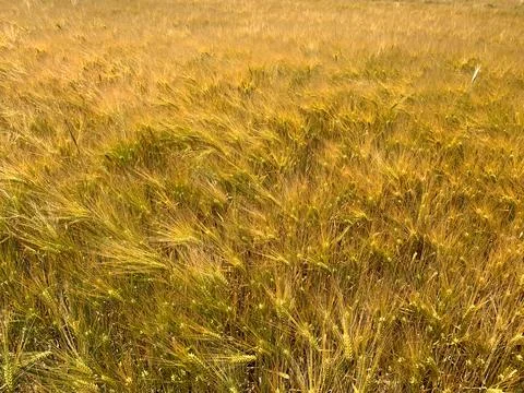 Wheat field ripples gracefully in the wind as sun shines brightly on a warm.. Stock Photos