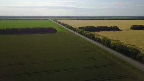 Wheat field. Road sepparate two fields. Golden ears of wheat on the field Video stock 120115829