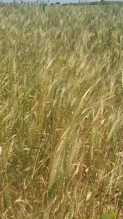 Wheat field rolling in the wind, as it transitions from green to ripeness Stock Footage 313527336