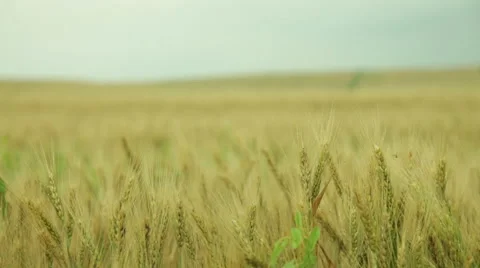 Wheat field run  Stock Footage 53064397