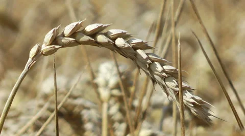 Wheat field  / rural Landscape Stock Footage 40634722