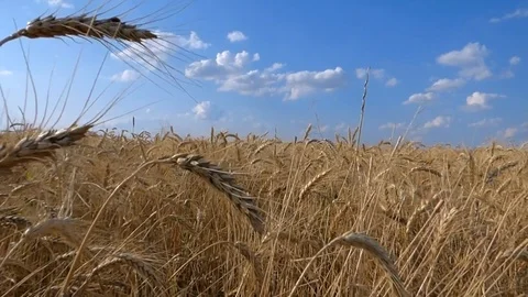 Wheat field rye cereal grain Stock Footage 93735993