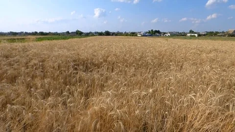Wheat field rye cereal grain Stock Footage 93735997