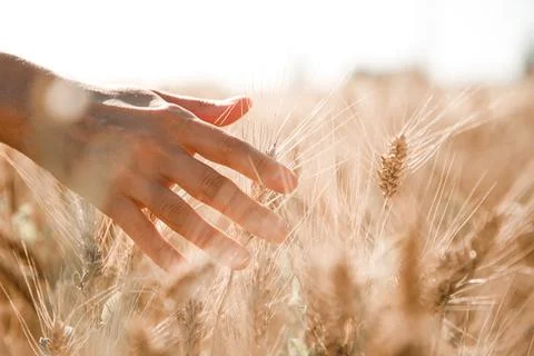 Wheat field, rye field, wheat background Stock Photos