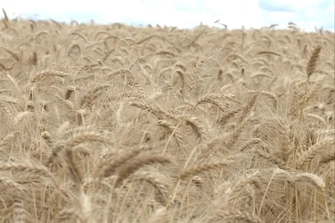 Wheat Field SD 01 Video stock 37350504