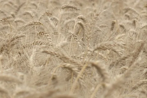 Wheat Field SD 02 Video stock 37350828