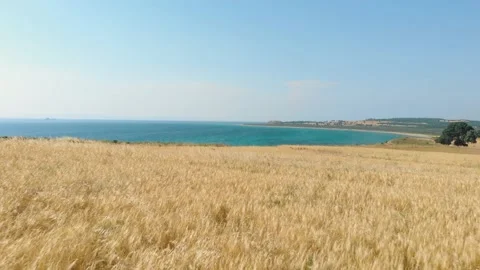From the wheat field to the sea Vídeos de archivo 196984137