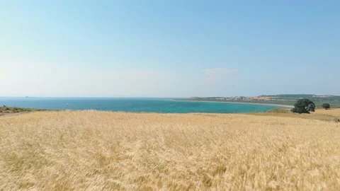 From the wheat field to the sea Vídeos de archivo 196984207