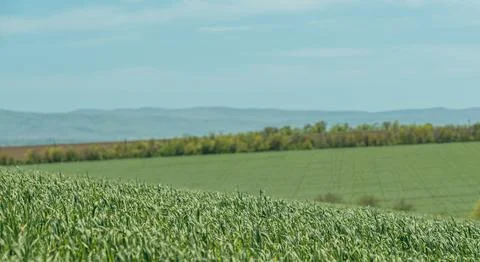 Wheat field, selective focus. Landscape view of green grass on a hillside with Stock Photos