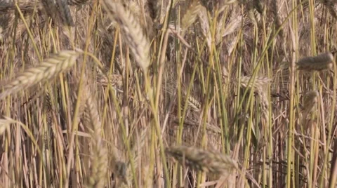 Wheat field sequence Video stock 7748466
