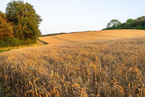 Wheat field in the setting sun Stock Photos