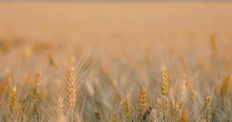 Wheat field  shallow depth of field Видео 111398587