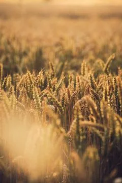 Wheat field with shallow depth of field Stock Photos