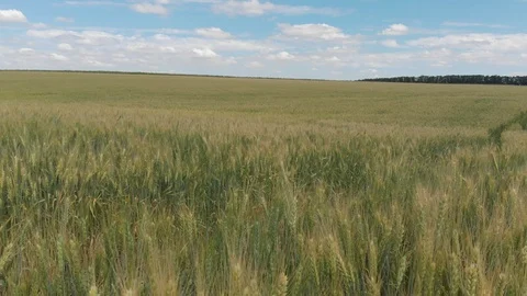Wheat field, shooting in motion. 4k Stock Footage 91418302