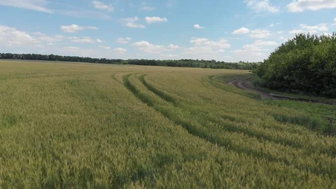 Wheat field, shooting in motion. 4k Stock Footage 91418525