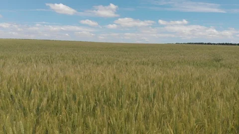 Wheat field, shooting in motion. 4k Stock Footage 91418650