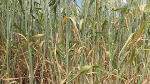 Wheat field, shooting in motion. 4k Stock Footage 91419166