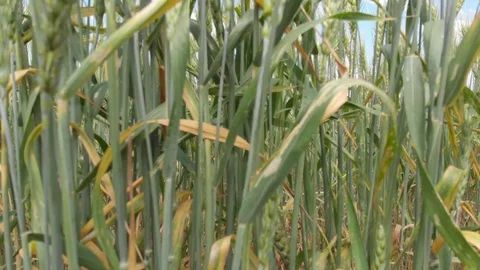 Wheat field, shooting in motion. 4k Stock Footage 91419207