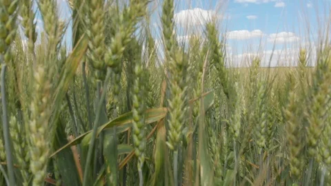 Wheat field, shooting in motion. 4k Stock Footage 91419237