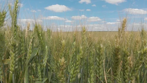Wheat field, shooting in motion. 4k Stock Footage 91419294