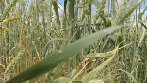 Wheat field, shooting in motion. 4k Stock Footage 91419296